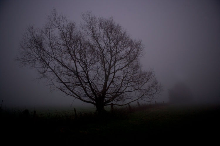 Trees in Fog : Britain at Christmas : Leamington Warwickshire UK