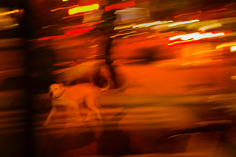 Dog Blur : 9th Av 23rd St : NYC