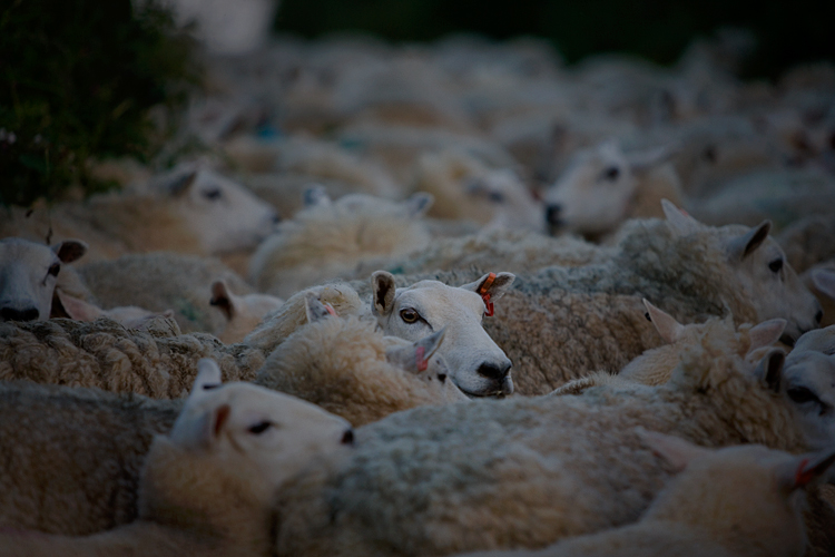 Mass Sheep : Slapton Devon : UK