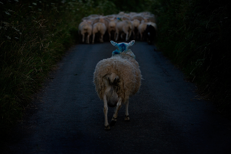 Sheep : Slapton Devon : UK