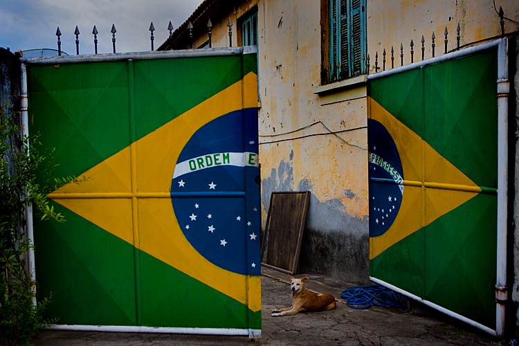 The Dogs of Brazil no1 : Sau Paulo : Brazil