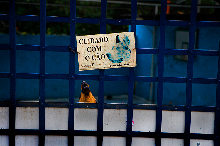 The Dogs of Brazil no2 : Sau Paulo : Brazil