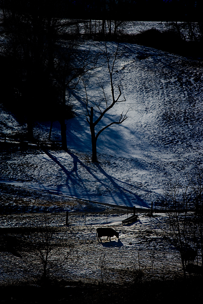 Cow in Snow : Undisclosed Location: Virginia USA