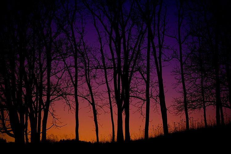 Silhouette of Trees : Undisclosed Location : Virginia USA