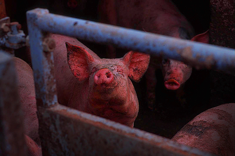 Pigs : Welsh Farm : UK