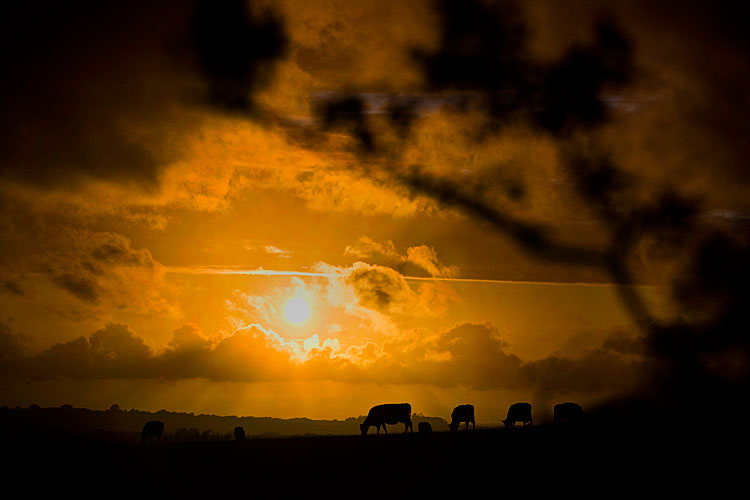 Cow Sunset : Freshwater : Isle of Wight UK