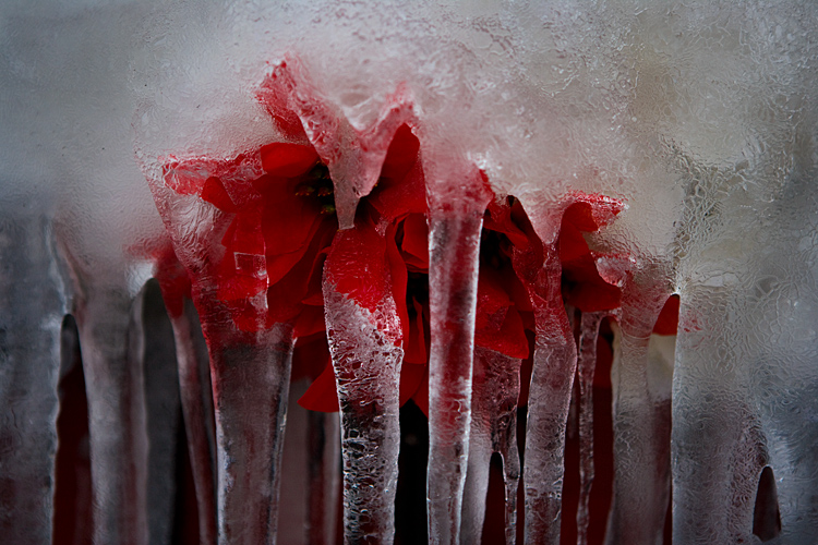 Red Flowers and Ice : Philadelphia : PA