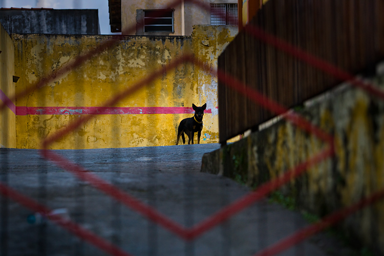 The Dogs of Brazil no3 : Sau Paulo : Brazil