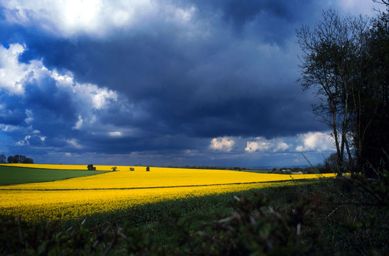 Fields of Gold : Near Ross on Wye Herefordshire : England
