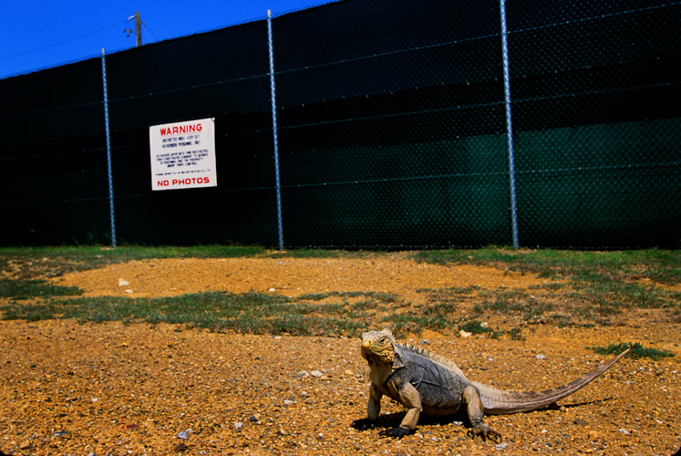 The No Photos Iguana : Guantanamo Bay the War on Terror Prison : Cuba