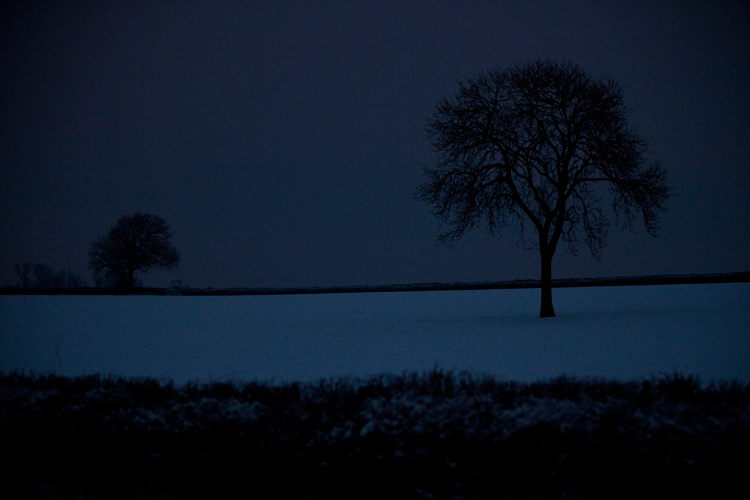 Trees in Snow on The Winter Solstice : Warwickshire : UK
