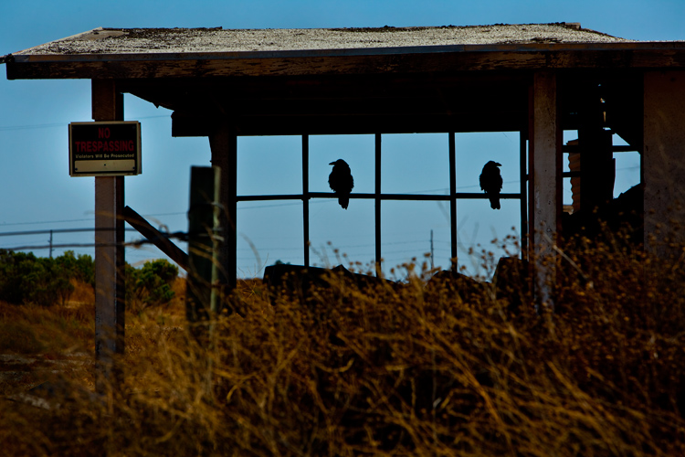 Crows Not Speaking: California : USA