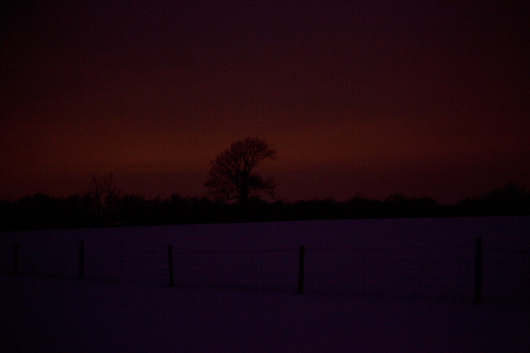 Night Tree in Snow : Warwickshire : UK