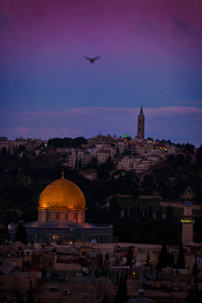 Bird over Jerusalem : Old City : Israel