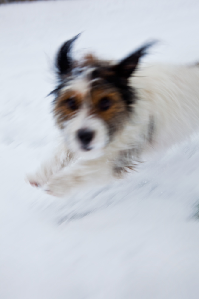Ringo Crazed Manic Pup in Snow 2 : Warwickshire Countryside : UK
