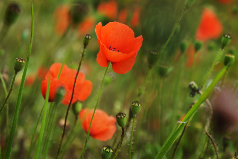 Summer Flowers of Norfolk Meadows : England : UK