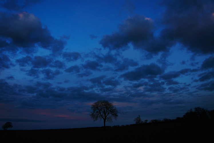 Single Tree on Final Day of the Year : Warwickshire : England