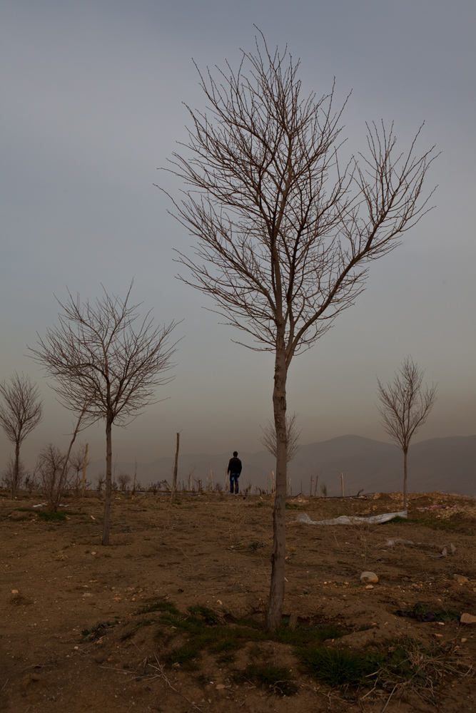 New Trees for Kurdistan : Suliemania : Iraq