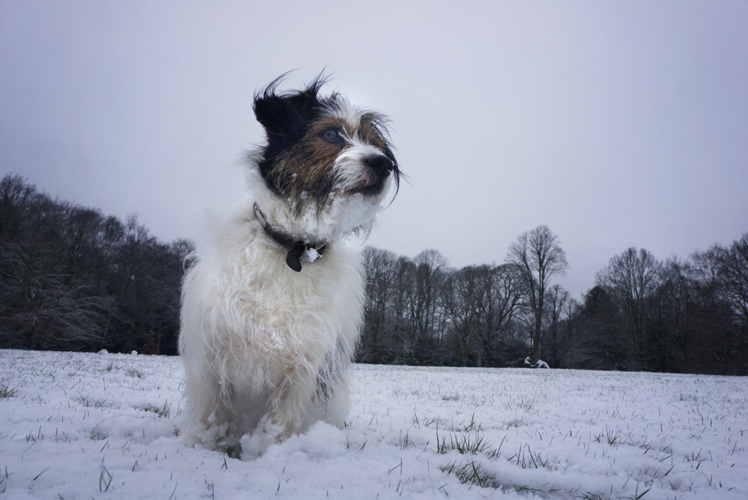Ringo in the Snow : Hampstead Heath : London