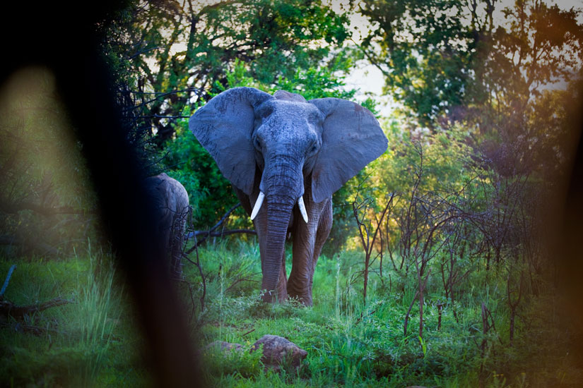 Awesome Elephants : Pilanesburg : South Africa