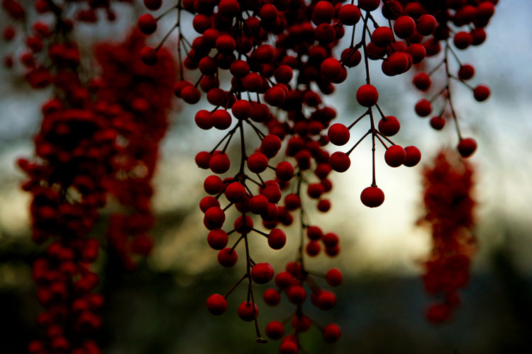 Red Berries of Fall : Wave Hill : The Bronx NYC