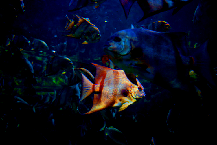 Sunlit Fish : Georgia Aquarium : Atlanta