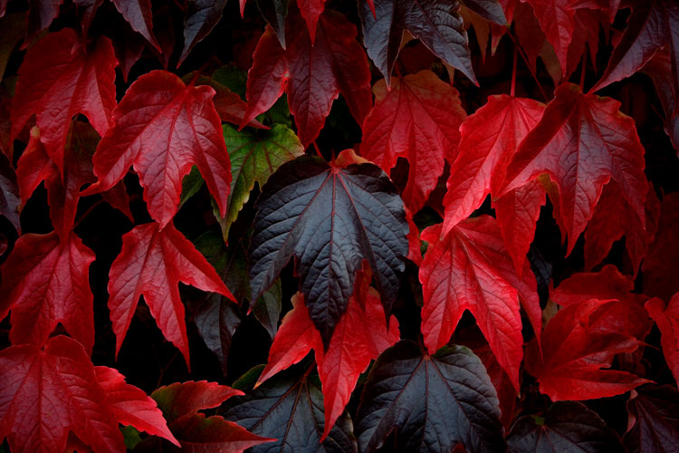 Red Leaves of Autumn : Tylney Hall, Hook, Hampshire : UK