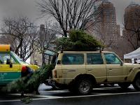 Christmas Tree Shopping : Union Sq : NYC
