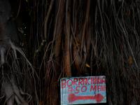 Sleeping Man Giant Tree : Sau Paulo : Brazil