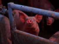 Pigs : Welsh Farm : UK