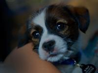 Puppy Ringo : DC : USA