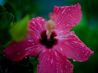 Goodbye Flowers in the Rain : Maya Breeze Resort and Inn Placencia : Belize