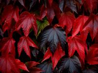 Red Leaves of Fall / Autumn : Tylney Hall, Hook, Hampshire : UK