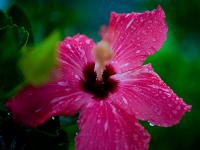 Freedom for Aung San Suu Kyi : Flower : Belize