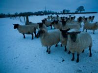 Blue Sheep : Jezblog Holiday Competition : UK