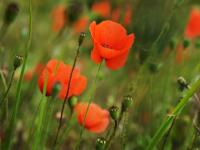 Summer Flowers of Norfolk Meadows : England : UK