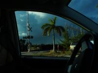 Palm Tree : Fort Lauderdale : Florida USA