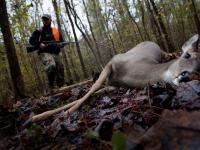 Hunting Deer : On the Wooded banks of The Chattahoochee River : Georgia