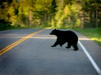 Running Bear : Yellowstone Park : Wyoming