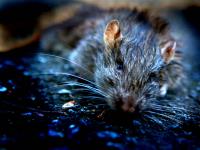 Dead Rat : DuPont : Washington DC