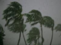Storm Trees; Marsh Harbour Bahamas