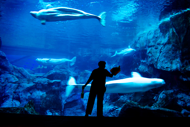 Beluga Whales And Their Cleaning Lady : Georgia Aquarium Atlanta :  USA