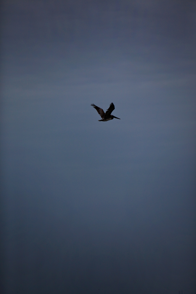 Lone Flying Pelican : Gulf Coast : Louisiana