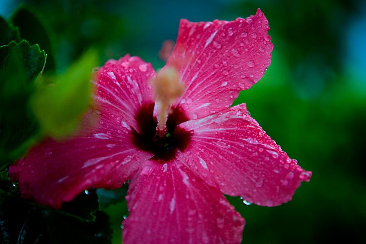 Freedom for Aung San Suu Kyi : Flower : Belize