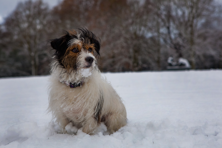 Ringo in the Snow : Hampstead Heath : North London