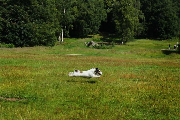 Is It a Bird?  Is it a plane? No Its Ringo Running : Kenwood Meadow by Hampstead Heath : London