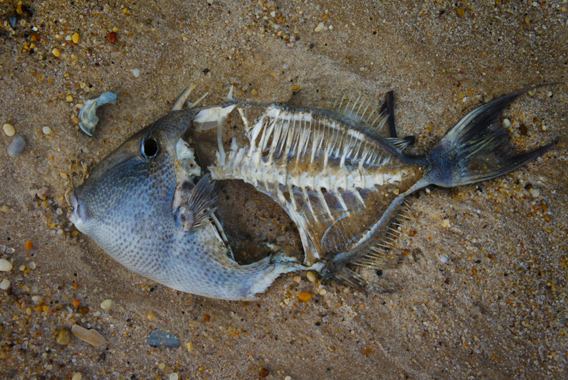 Dead Fish on the Beach : Hamptons NY : USA