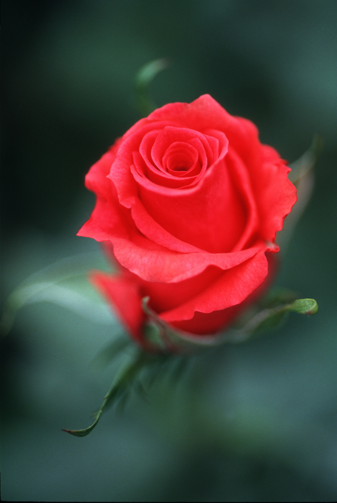 Valentines Rose : Bogota Plain : Colombia