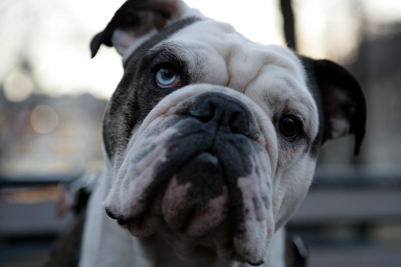 Who's a good boy? Union Sq NYC