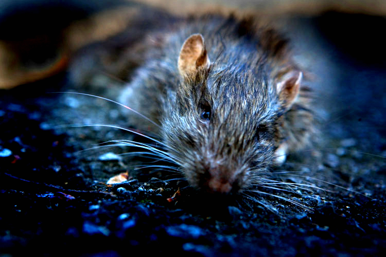 Dead Rat : DuPont : Washington DC